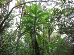 Siphocampylus giganteus