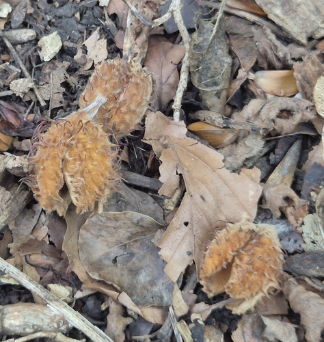 European beech