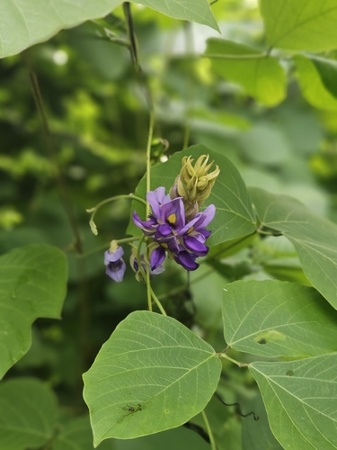 Mucuna pruriens observed 2026-10-02