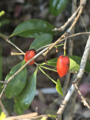Elaeodendron australe observed 2026-10-02