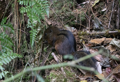 Lariscus insignis observed 2026-09-18