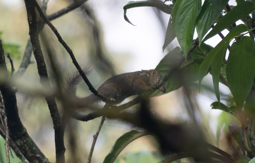 Tupaia javanica observed 2026-09-19