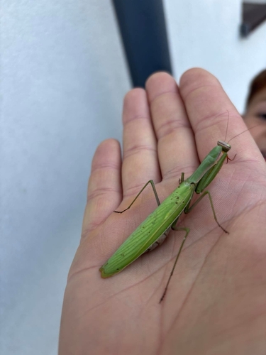 European Mantis