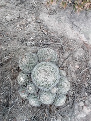 Coryphantha compacta