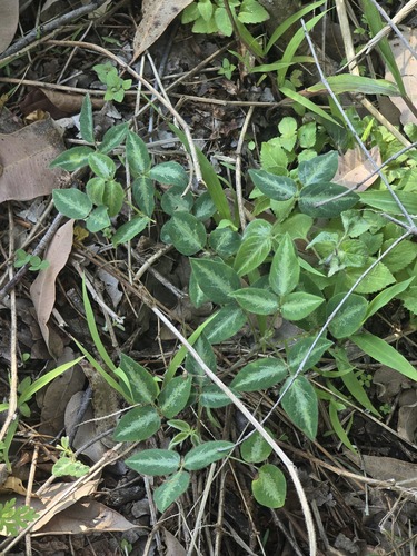Desmodium uncinatum observed 2026-10-02