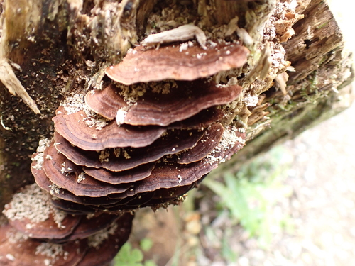 Hymenochaete microcycla observed 2026-10-02