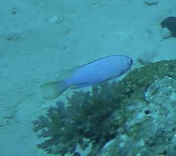 Pomacentrus pavo observed 2026-10-02