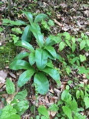 Clintonia