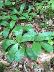 Clintonia