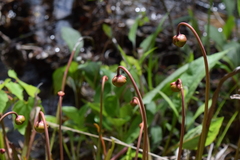 Sarracenia jonesii