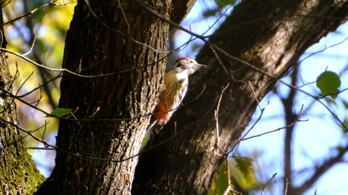 Middle Spotted Woodpecker