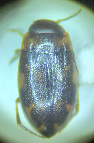 Neoclypeodytes ornatellus