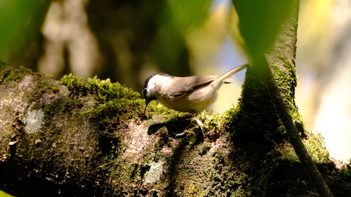 Marsh Tit