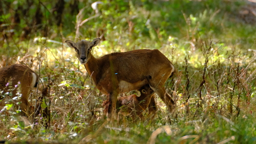European Mouflon