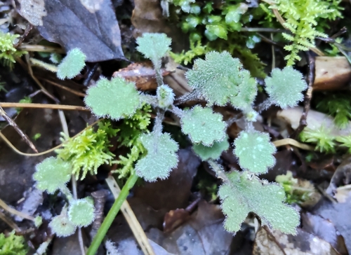 Lagenophora pinnatifida, 2026-09-30