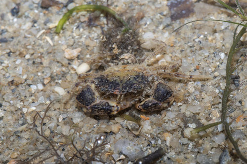 Benthopanope eucratoides observed 2026-10-01