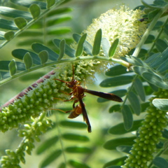 Polistes arizonensis