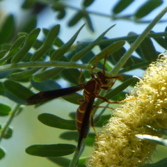Polistes arizonensis