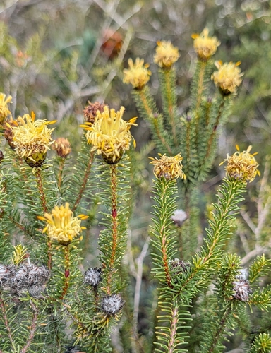 Petrophile ericifolia observed 2026-09-18