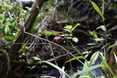 Sarracenia jonesii