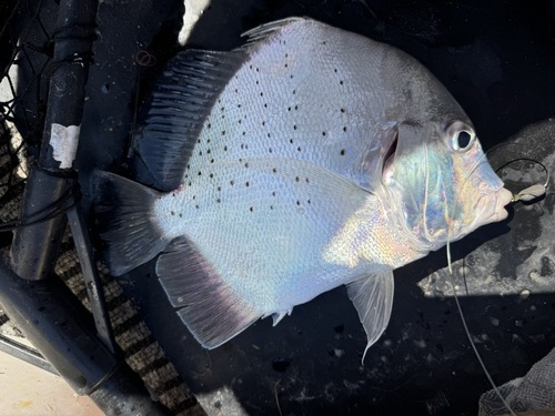 Drepane punctata observed 2026-09-23