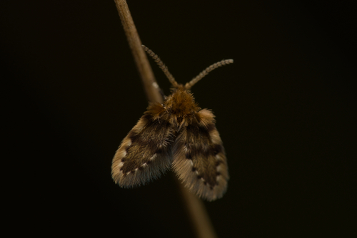 Brunettia alternata observed 2026-08-31