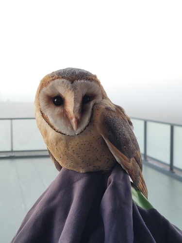 Western Barn Owl