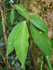Ardisia liesneri