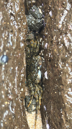 Grapsus longitarsis observed 2026-09-26