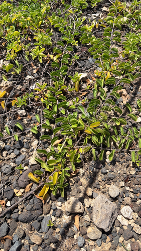 Jacquemontia sandwicensis observed 2026-09-26