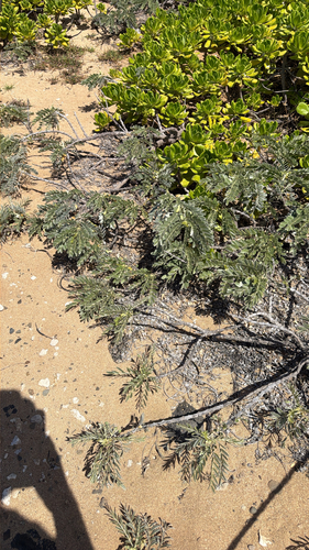 Sesbania tomentosa observed 2026-09-26