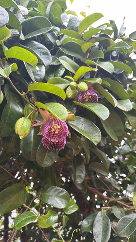Passiflora laurifolia observed 2026-09-26