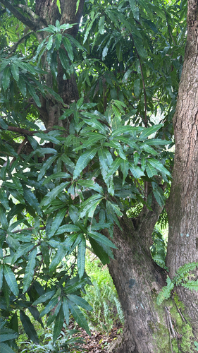 Mangifera indica observed 2026-09-26