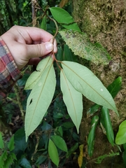 Ardisia liesneri