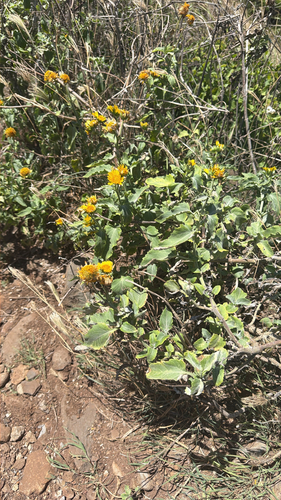 Verbesina encelioides, 2026-09-26