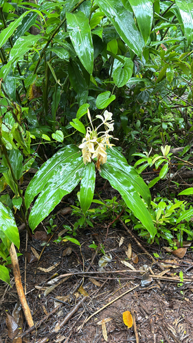 Hedychium flavescens observed 2026-09-26