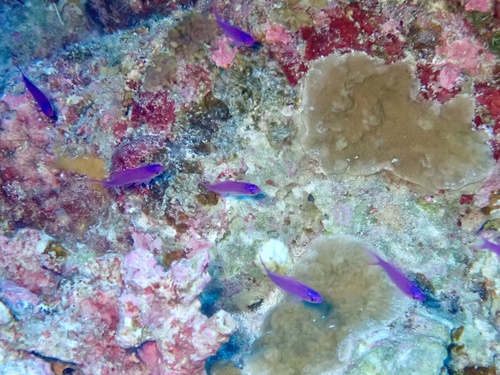 Pseudanthias pascalus observed 2026-10-01