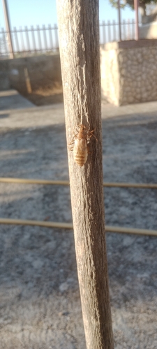 Vesperus luridus