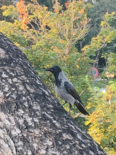 Hooded Crow