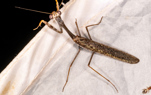 California Mantis