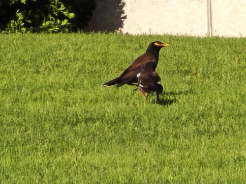 Common Myna