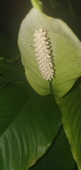 Spathiphyllum wallisii