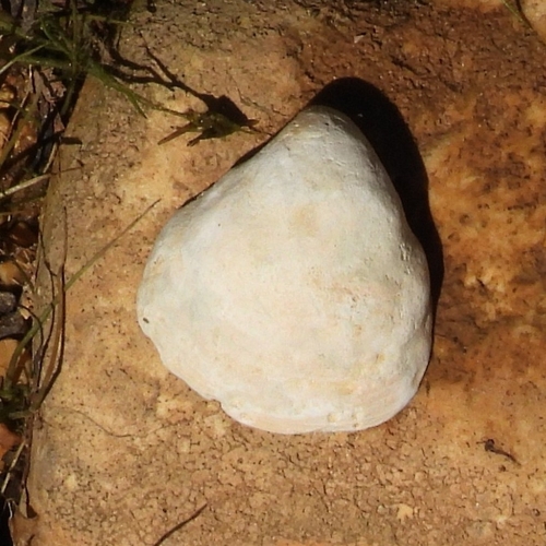 Reginaia ebenus observed 2026-09-28