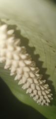 Spathiphyllum wallisii