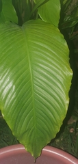 Spathiphyllum wallisii