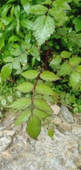 Rubus inopertus
