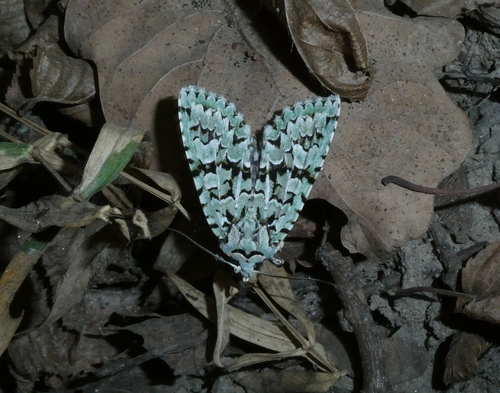 Merveille du Jour