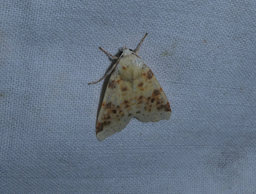 The Sallow