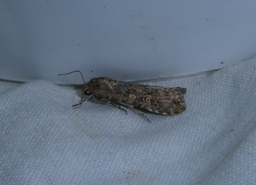Beet Armyworm Moth