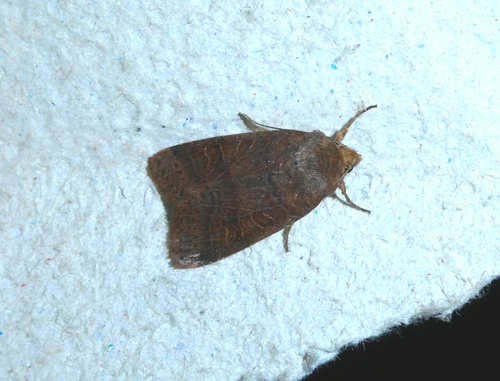 Agrochola nitida
